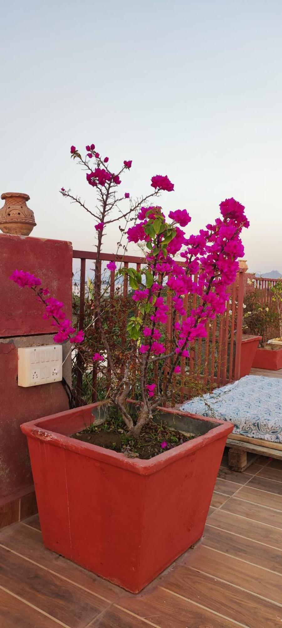 The Secret Garden Bed & Breakfast พุชการ์ ภายนอก รูปภาพ