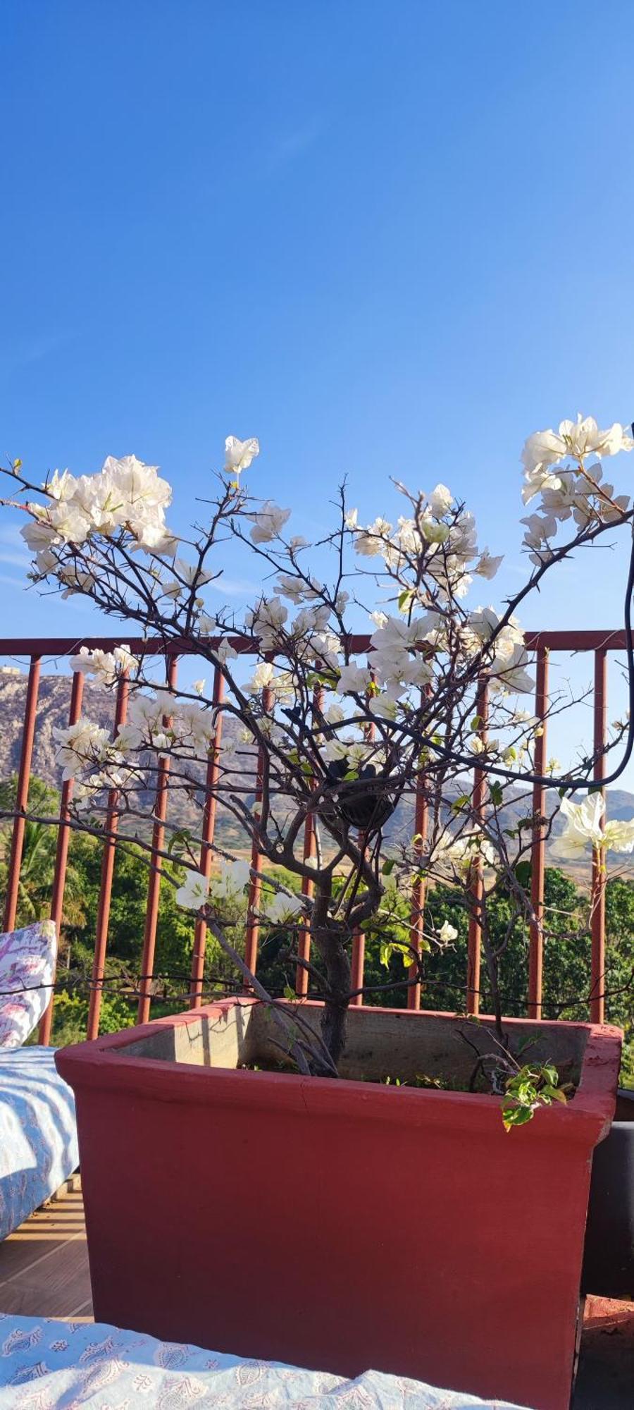 The Secret Garden Bed & Breakfast พุชการ์ ภายนอก รูปภาพ