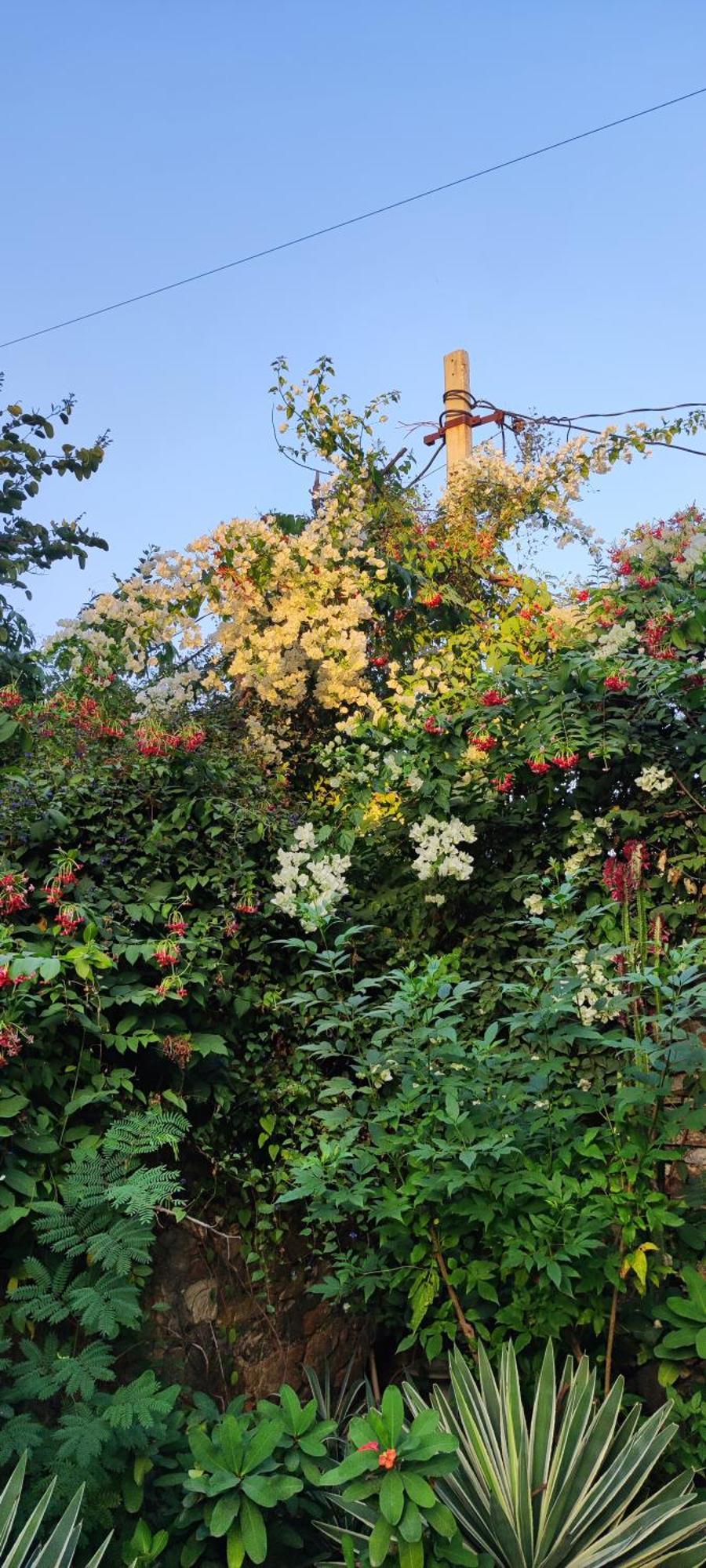 The Secret Garden Bed & Breakfast พุชการ์ ภายนอก รูปภาพ
